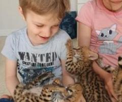 Beautiful caracal and serval kittens for sale in our cattery - Manila