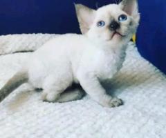devon Rex kitties for sale - Libon