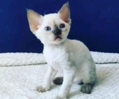 devon Rex kitties for sale - Libon