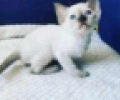 devon Rex kitties for sale - Libon