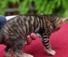 Stunning Toyger kittiens - Libon