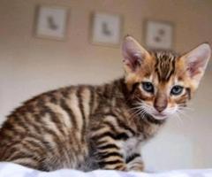 Stunning Toyger kittiens - Libon