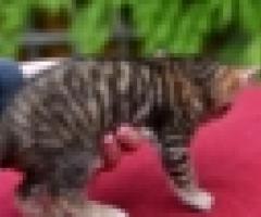 Stunning Toyger kittiens - Libon