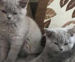 Scottish fold kittens - Libon