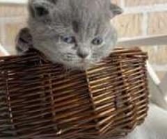 Scottish fold kittens - Libon