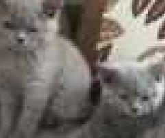 Scottish fold kittens - Libon