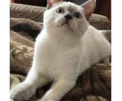 Siamese kittens - Libon