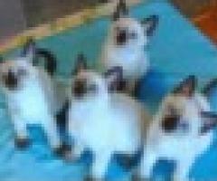 Siamese kittens - Libon