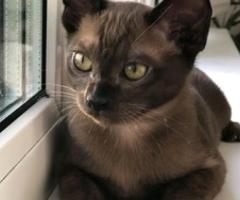 Beautiful Burmese Kitten - Libon