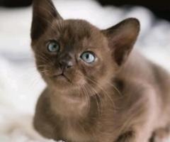 Beautiful Burmese Kitten - Libon