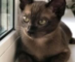Beautiful Burmese Kitten - Libon