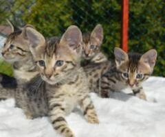 Cute Savanna kittens - Libon