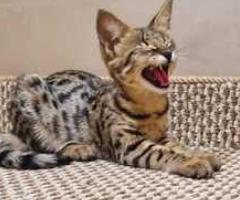 Cute Savanna kittens - Libon