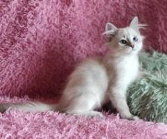 Adorable Siberian Kittens - Libon