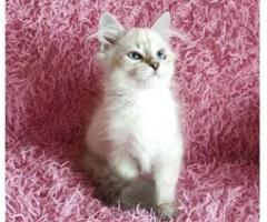 Adorable Siberian Kittens - Libon