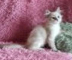 Adorable Siberian Kittens - Libon