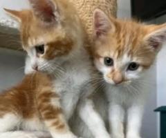 Gorgeous full asian kittens - Libon