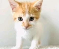 Gorgeous full asian kittens - Libon