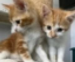 Gorgeous full asian kittens - Libon