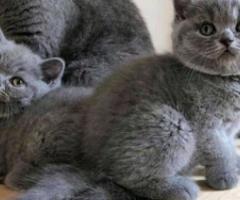 British shorthair kittens - Libon