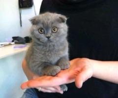 British shorthair kittens - Libon