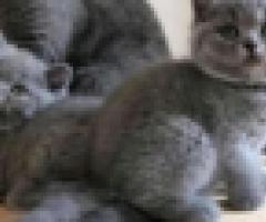 British shorthair kittens - Libon