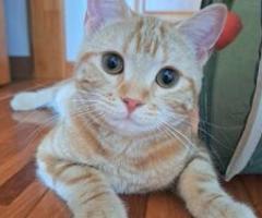Rare Breed Munchkin kittens - Libon
