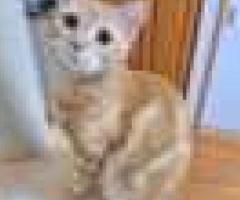 Rare Breed Munchkin kittens - Libon