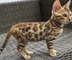 Dedigree Bengal kittens ready now - Libon