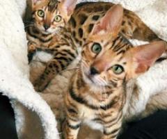 Dedigree Bengal kittens ready now - Libon