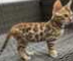 Dedigree Bengal kittens ready now - Libon