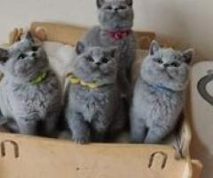 Beautiful sstunning bsh kittens - Manila