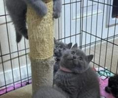 Chunky grey and beige kittens for adoption - Caloocan