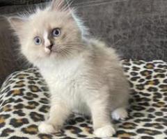 Pedigree Ragdoll kittens - Dolores