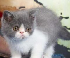 Pedigree Exotic shorthair Kittens - Bangued