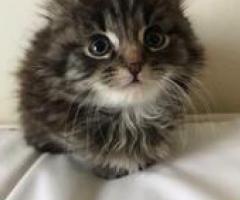 Pedigree Charming Maine coon Kittens - Danglas