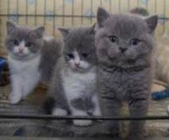 Potty trained male and female British Shorthair Kittens for sale - Manila