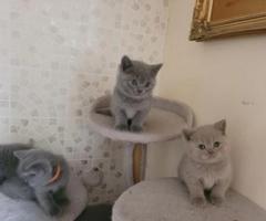 Adopt male and female purebred kittens - Quezon City