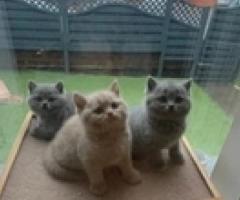 Very exciting british shorthair kittens - Makati