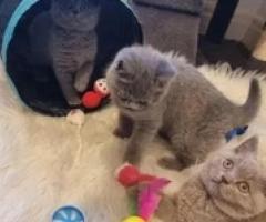 Adopt purebred british shorthair kittens - Manila