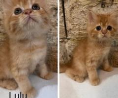 Kittens for rehoming - Marikina