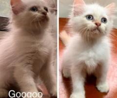 Kittens for rehoming - Marikina