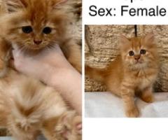 Kittens for rehoming - Marikina
