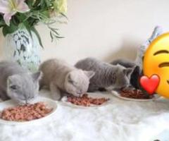All round bulky kittens available - Marikina