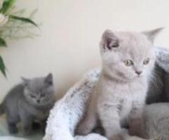 fluffy champions BSH kittens - Marikina