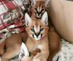 Serval, lynx and caracal kittens available - Manila