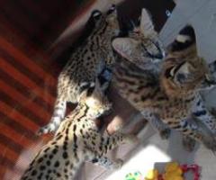 Serval, lynx and caracal kittens available - Manila