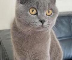 British short hair kittens available - Bacolor