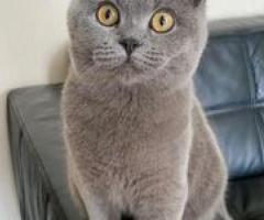 British short hair kittens available - Bacolor