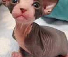 Gorgeous Sphynx Babies For sell - Agdangan